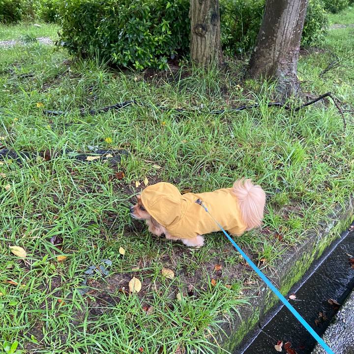 40655cab a851 4f30 beba 9999cd03f2e6 1594416763049