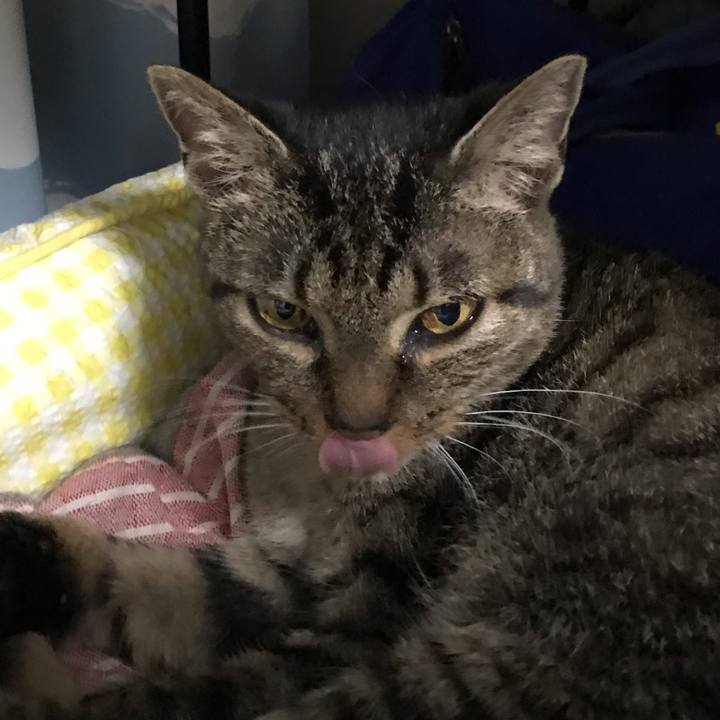 4069f1ff c97c 41cc 813a fd1d53dcc862 1544229952965