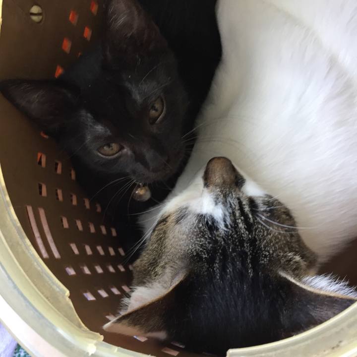 406a93a4 1861 4fea 88f7 eeafcd74137c 1560155593595