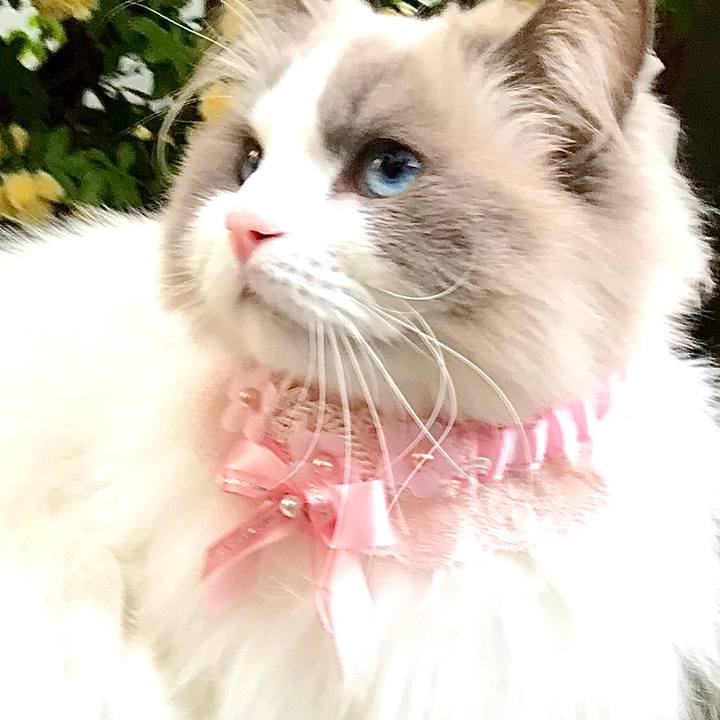 406cb6be 9055 4502 956d 731e6202f45b 1597129703249