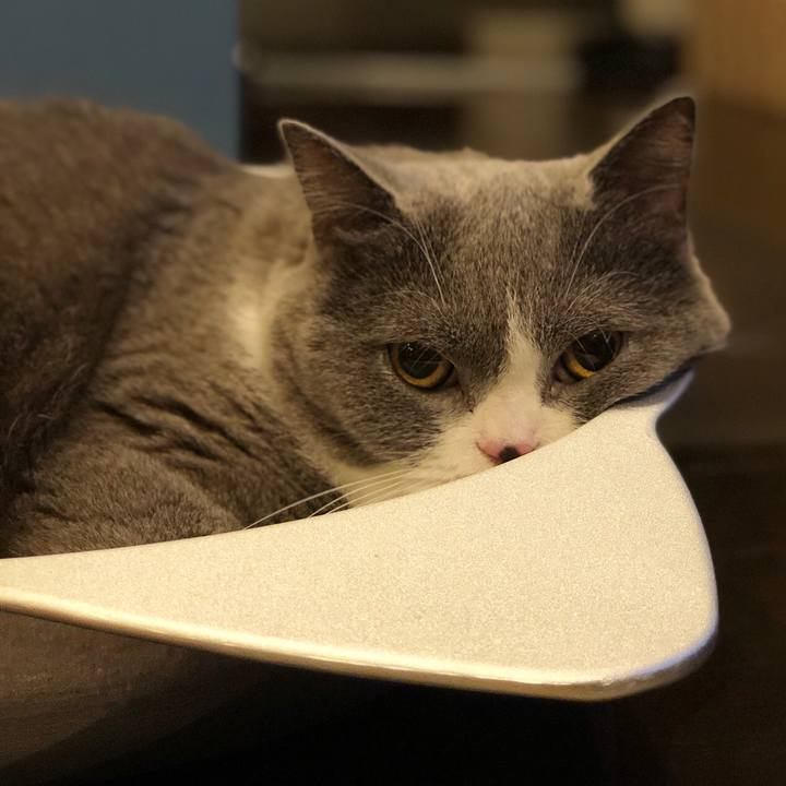 4072727b f07d 4476 a43c 3b7bcacf0faf 1538320647457