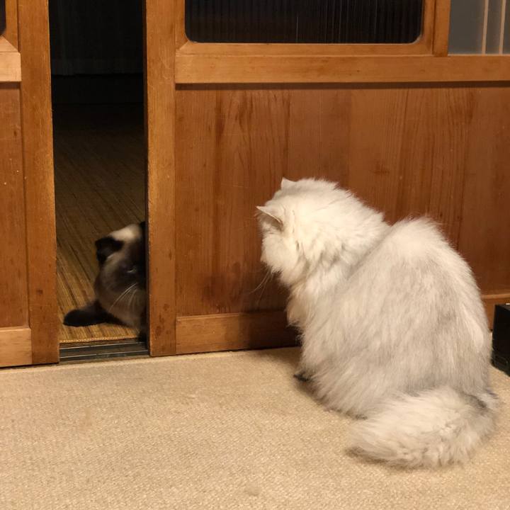 4072e59d d149 4150 b41b 5910745836c8 1611921105829