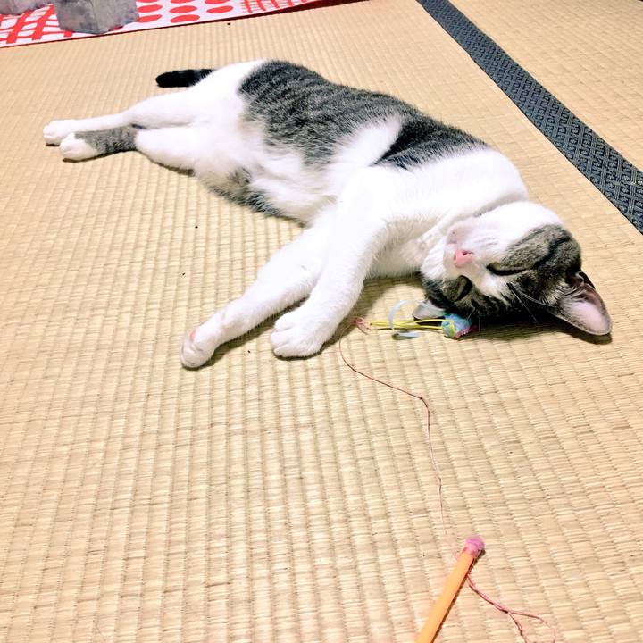 40734d69 18b1 4385 94d9 5de36adb5fc3 1532866718677