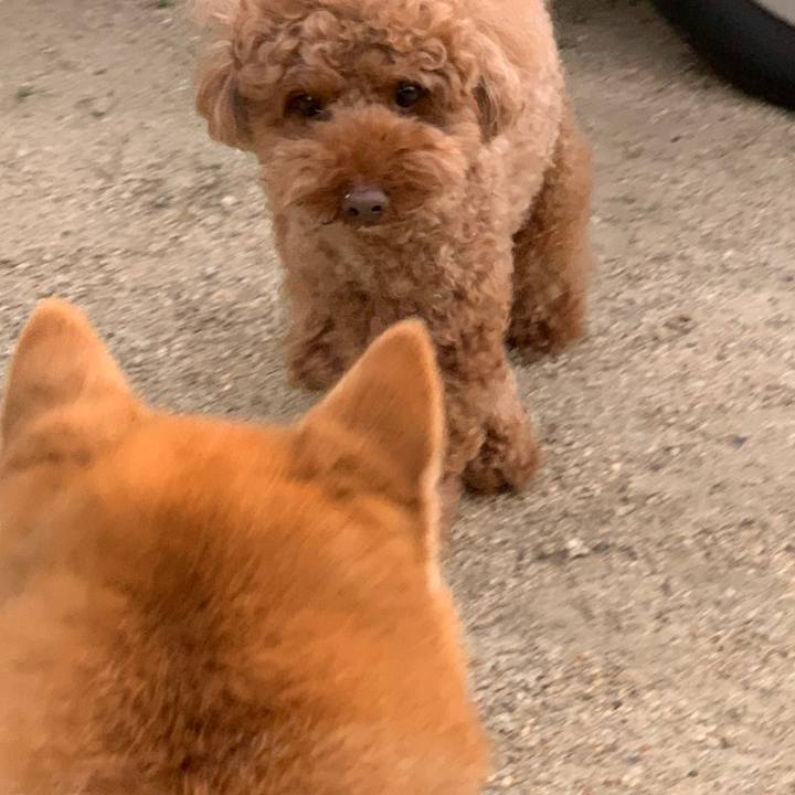 4077b7b8 d965 47b2 9ecb 47f86e6ee34d 1591714911539