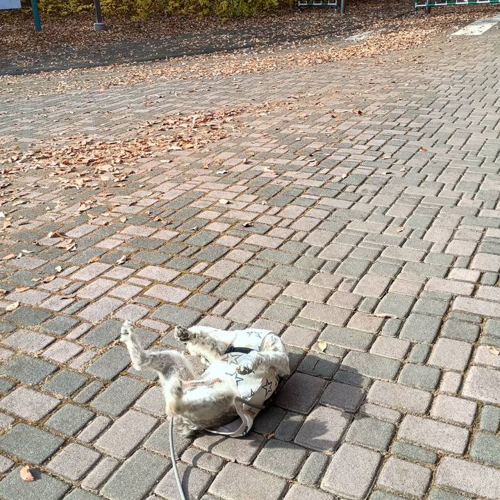 4079a156 eefe 463f aad5 83fed65793ed 1764160939971