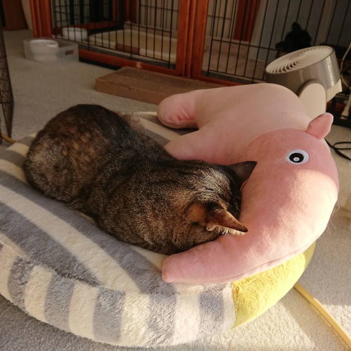 4079a253 3d7a 4c00 95a8 b6472c4fc323 1581404671615