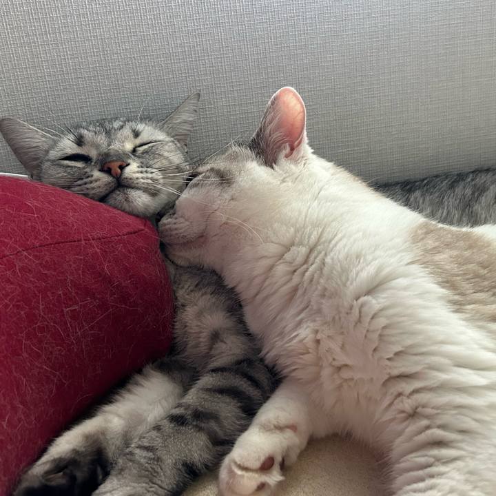 407cc106 4a00 4893 a6d5 08f531d8fbed 1691491480759