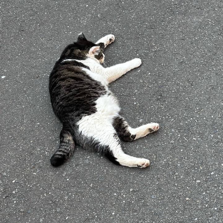 407cd208 7240 45f7 b991 1fdba69b4000 1742967446216