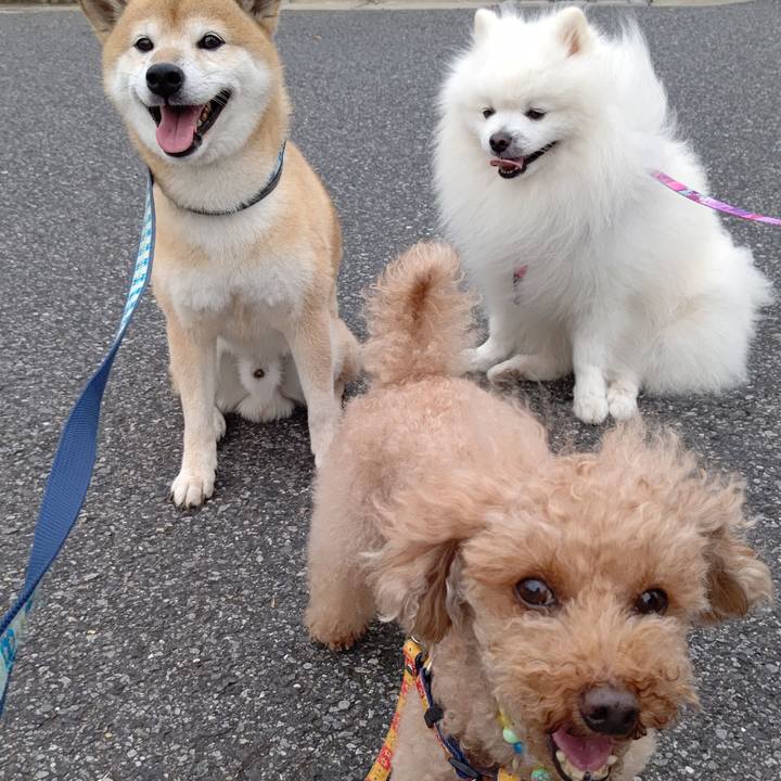 407d0065 54bc 414e 9ba5 cbaee52c3eef 1598055647797