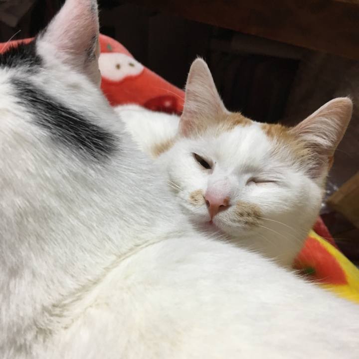 407ebbe4 0bfe 41bc b2ff 47a2c3346a0d 1522415152229