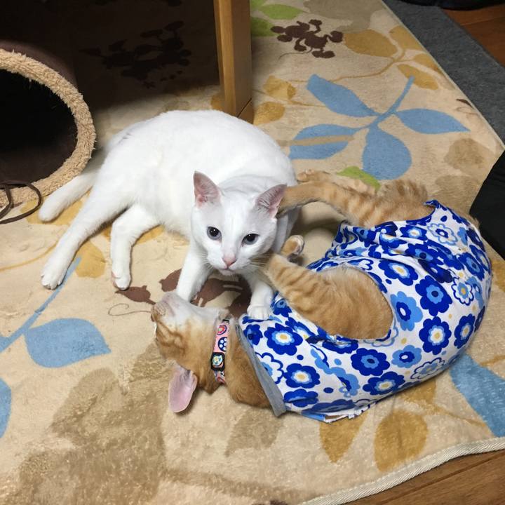 407f8682 1069 4eb9 9802 90aed76a62b9 1522940586714