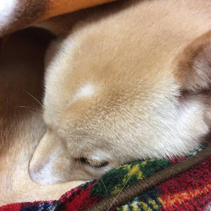 4080332e 74d2 4008 8571 d774086ddf80 1512649516540