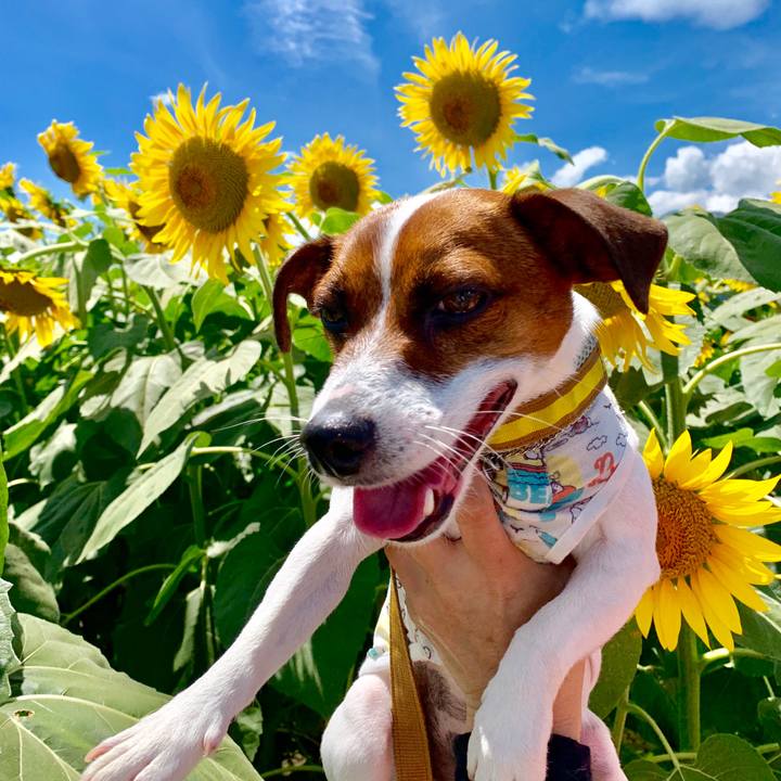 4083e928 6e2f 498b a73c bbcc19376707 1565667844487