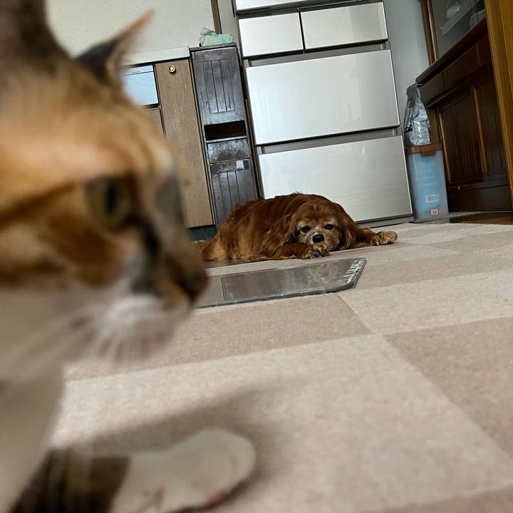 4084d487 c93c 4ba1 bffb 61927cea1906 1750284959707