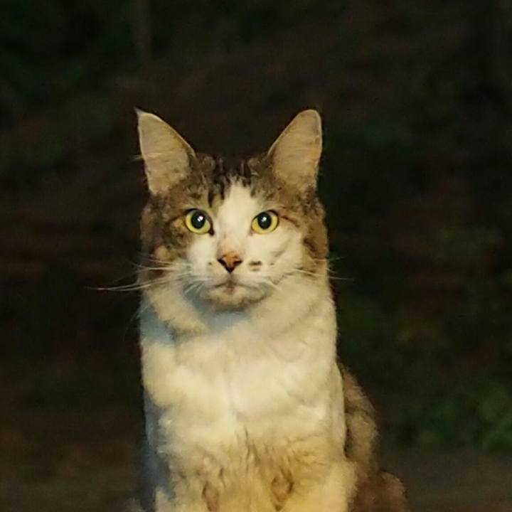 4086bb5b 97dd 4435 862e a7c2052a4403 1535377203685