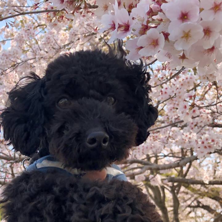 4086d103 a4ba 460b 8282 a9ede2a871a8 1522548650839