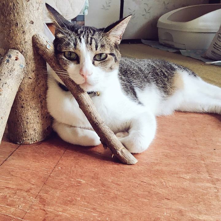 4088f4ca 23e2 43f5 80a3 3c5194ef0924 1537232172612