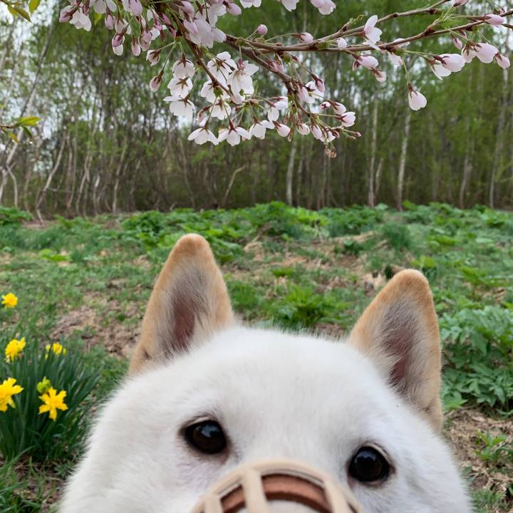 408abaff 5def 4f0a b726 cc297237fd75 1557100335871