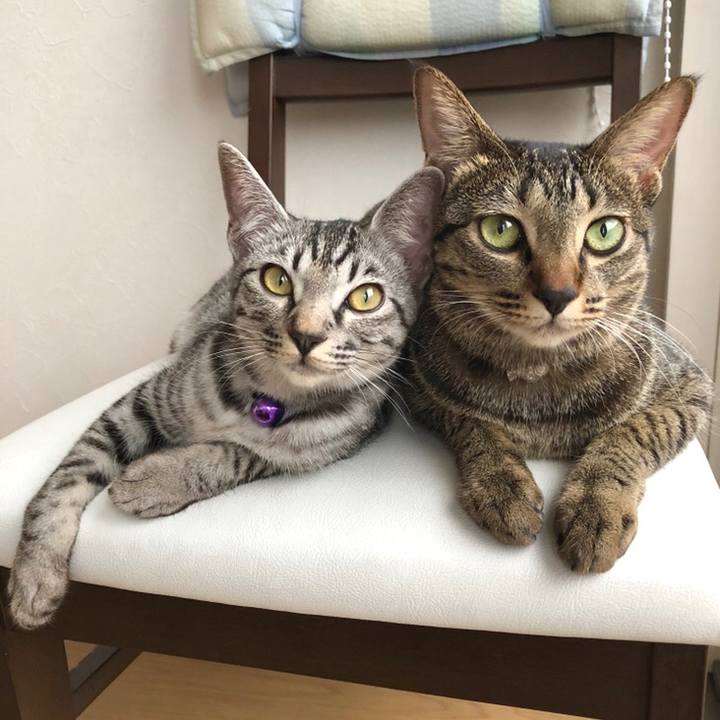 408afc22 8b96 4fb2 af99 720412aa70dd 1538689480886