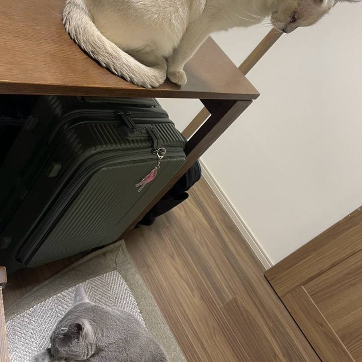 408decb5 6e22 46d3 a519 2cd6f0585ed7 1762508336470