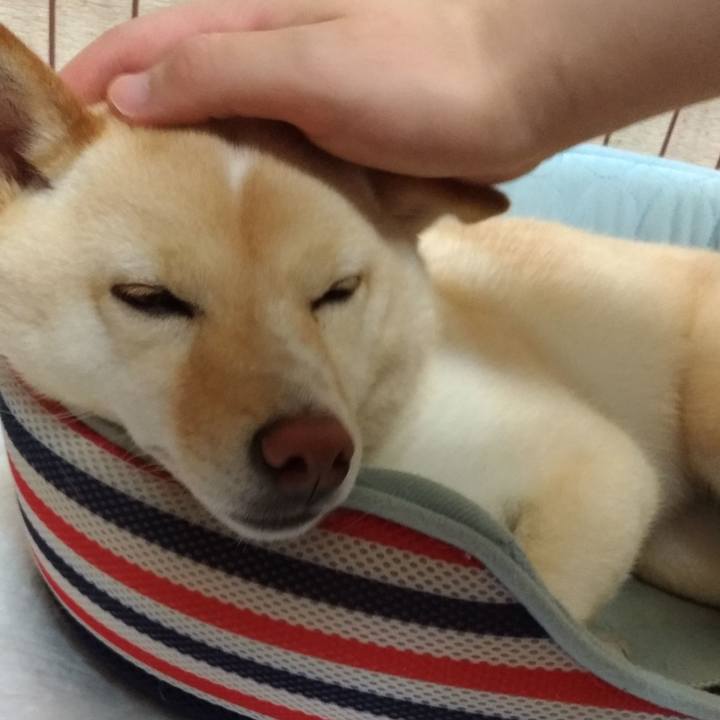 4090dee5 d46a 4387 a76a 579cf0465a36 1562246690228