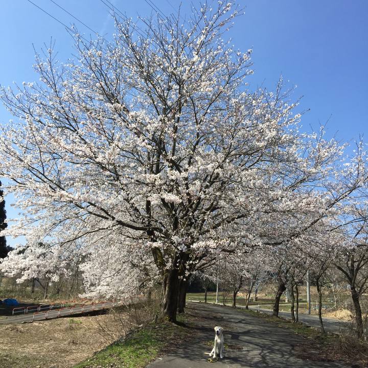 409383bf 9e2a 4d3b 8098 5443732875b1 1523330281244