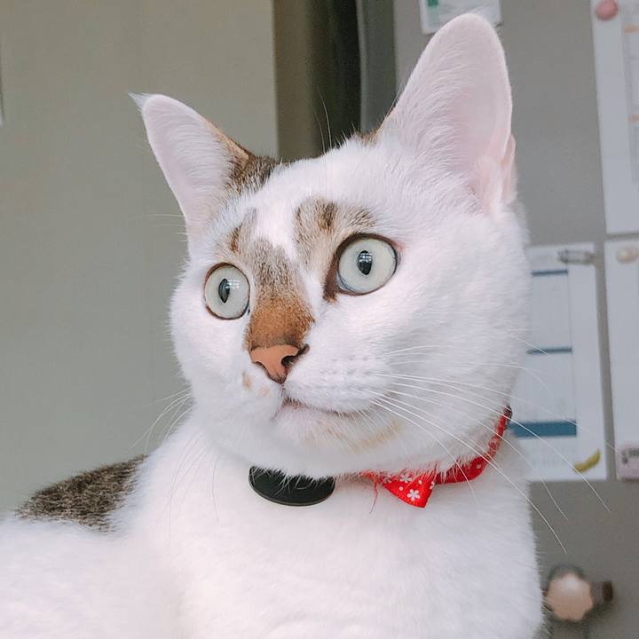 409434c2 23c0 43d2 8f39 3bd82b851b35 1574820381644