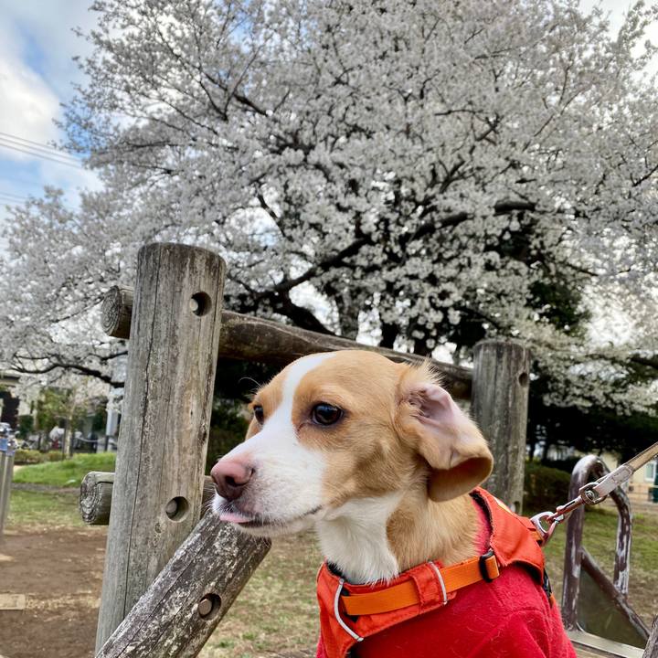 409547f1 781f 457c 8392 85a85a383d13 1585652350815