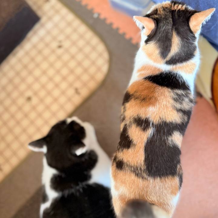 40973cac 623c 43b6 968b 22de5e6a284a 1736645974469