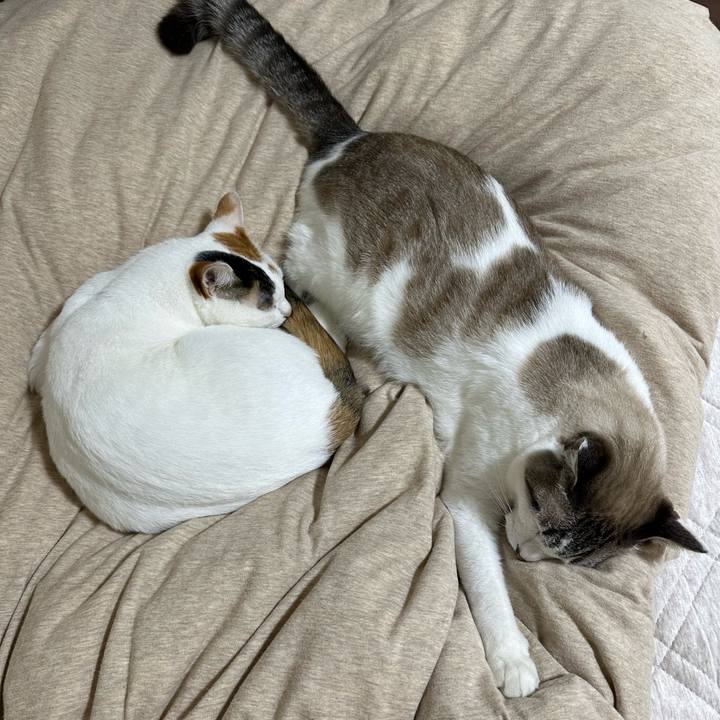 40996e12 3782 463f b8c4 2f257c251ae6 1729393037825