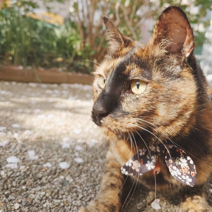 409b9abb c736 4137 858b 00b3fbba9770 1743926368706