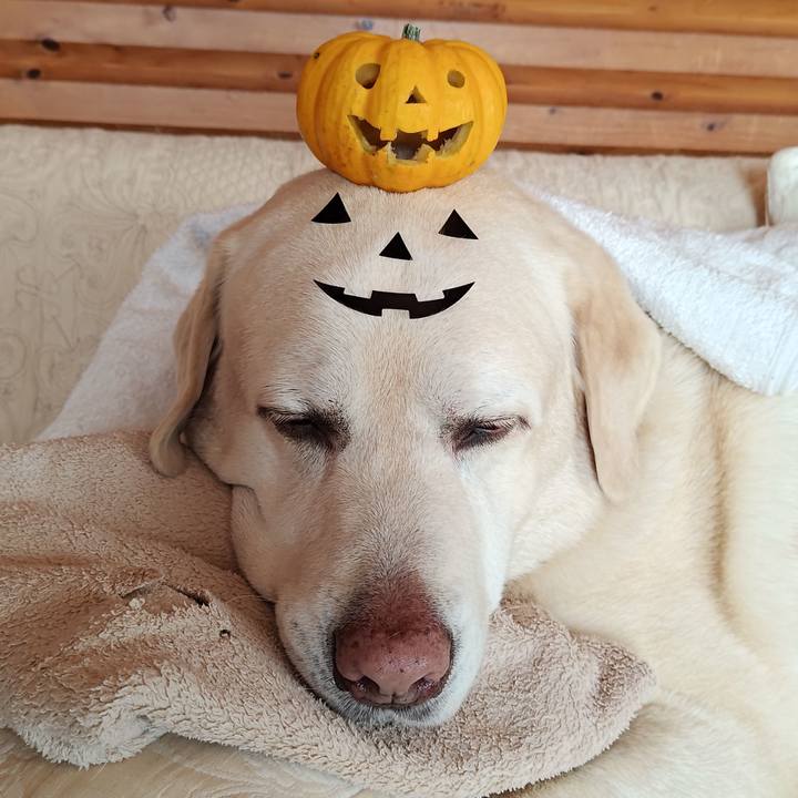 409bd856 52b2 4d27 9816 8193e6ffdd8c 1761794551214