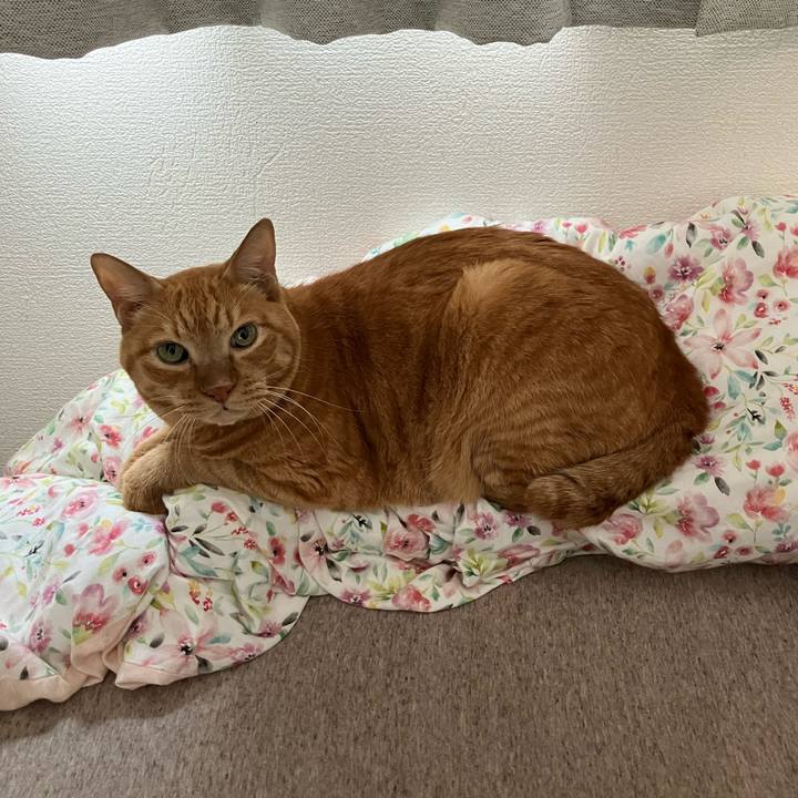 409cc203 1ab2 4f1e a4d1 68afd4914b6d 1760742203700