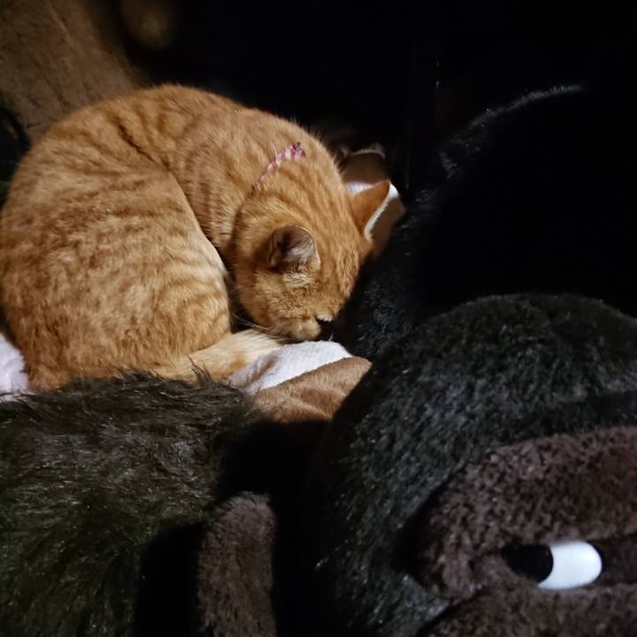 409f0380 a152 4291 b2e4 a7b43fbcd397 1607077558153