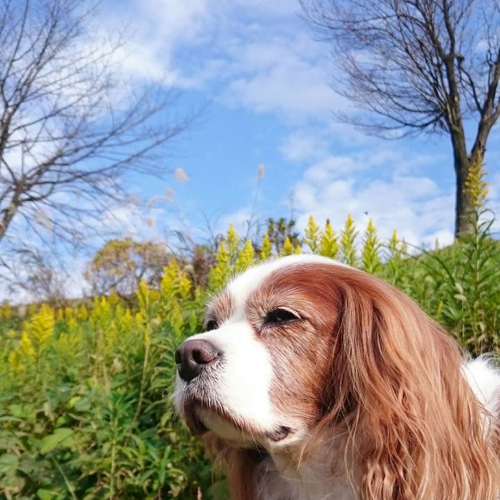 409fa05e 6f48 4fee bcf2 b44b90858f29 1510113373146