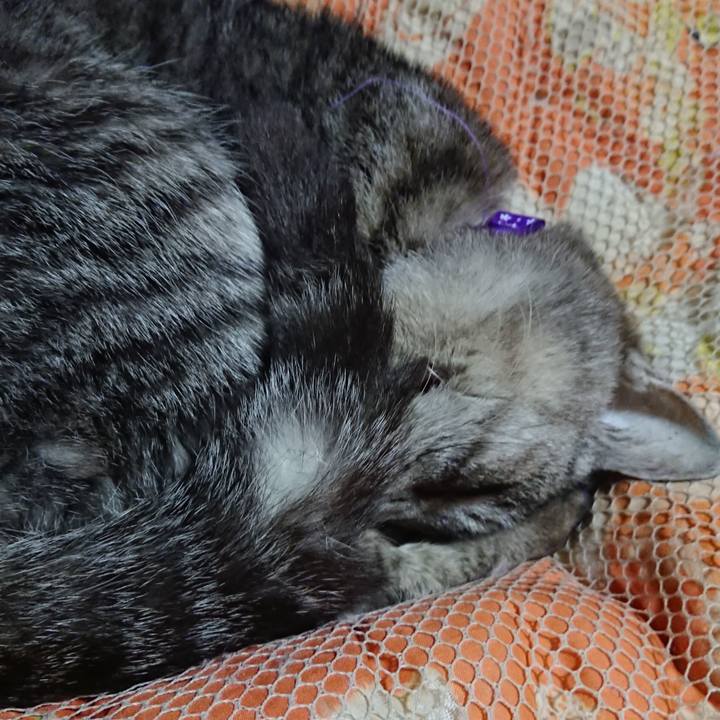 40a06708 9910 4d53 9d33 497bf7d887e6 1581510537553