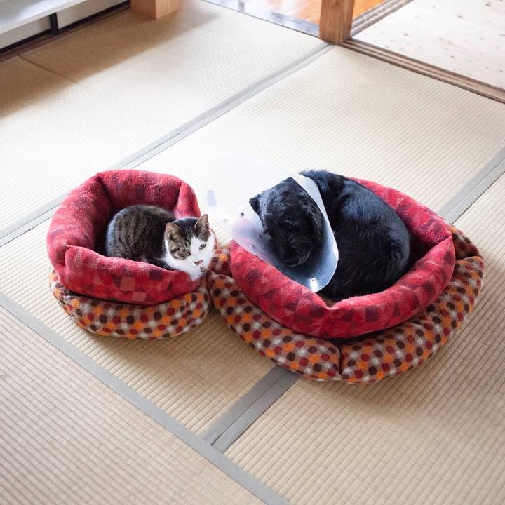 40a0a2f9 cd30 4e3d 9544 75dd6060cc44 1606224349148