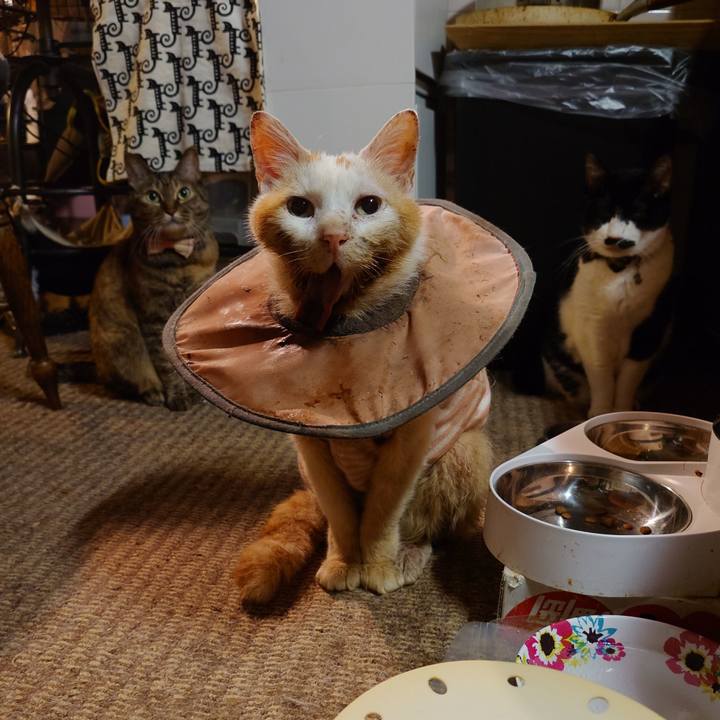 40a5416a 8179 4fba b5c9 3fb5712dce0c 1760873954629