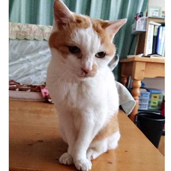 40a62e7f 537f 4020 a24c e76a2252495b 1525039825426