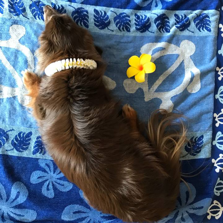 40a658fd 05fc 4f07 a79c 682f2ca42d7a 1530237112786