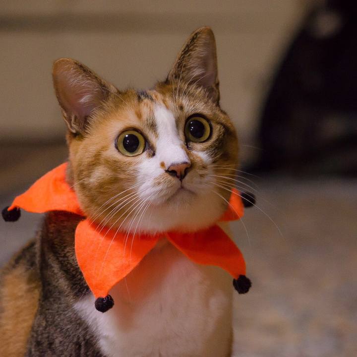 40a69443 a7da 4afa 8d45 5978e9d770d8 1509261532910