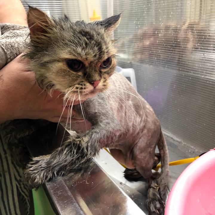 40a99bfc ada3 4476 a6c2 eda333d5f703 1564463587398