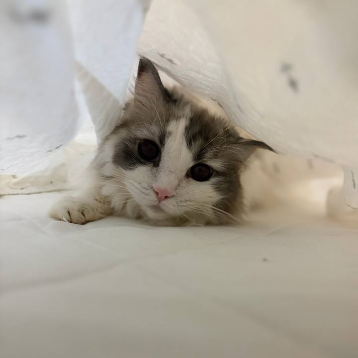 40ab7d74 8cfe 4440 8a32 1555d1b3ff32 1774623078777