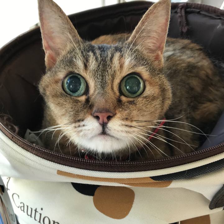 40b17ceb 1a47 4e29 a5b6 106282cca2f4 1533803352229