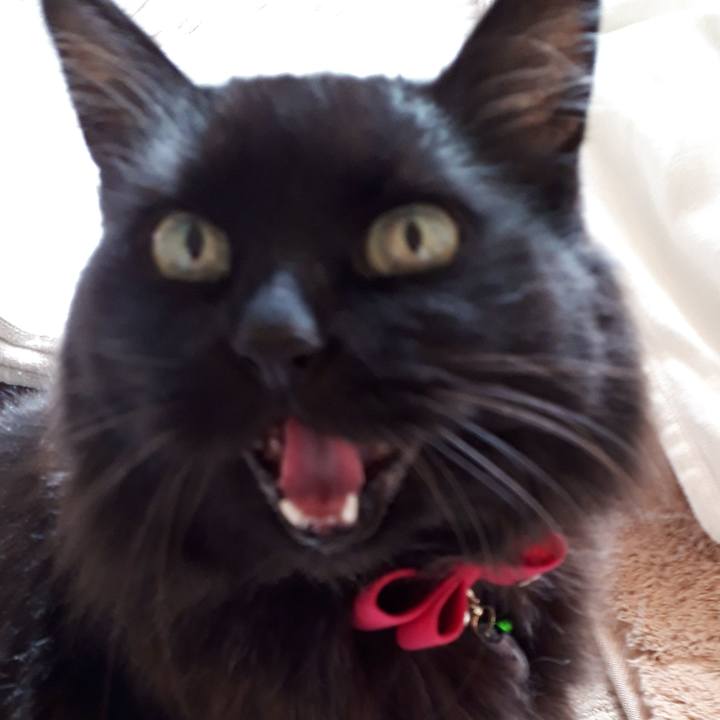 40bb8722 95d2 4614 ba77 c9d1ec7fccb6 1542323478568