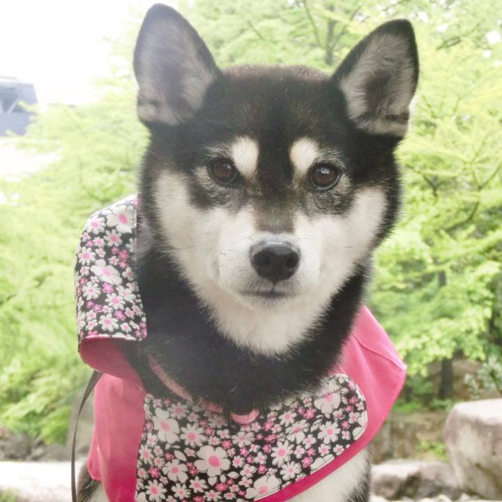 40bc5709 e2e4 445c 8c7d f0e179feffa6 1526513790753