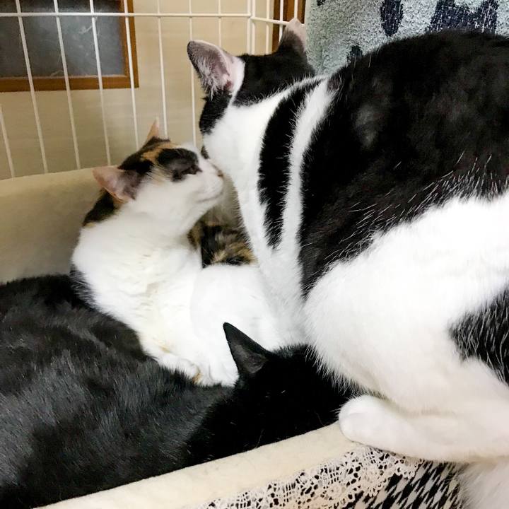 40bca666 f39a 4ab6 a9e7 68d9ddea1b0a 1516841791884