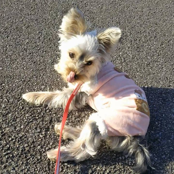 40c0d78b 62b9 46bb a0d4 2cf35e67898c 1545635504941