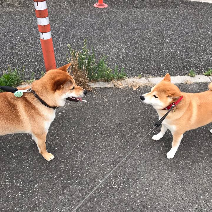 40c0ee1f f6eb 4a26 a544 b37e400e793e 1559468367501