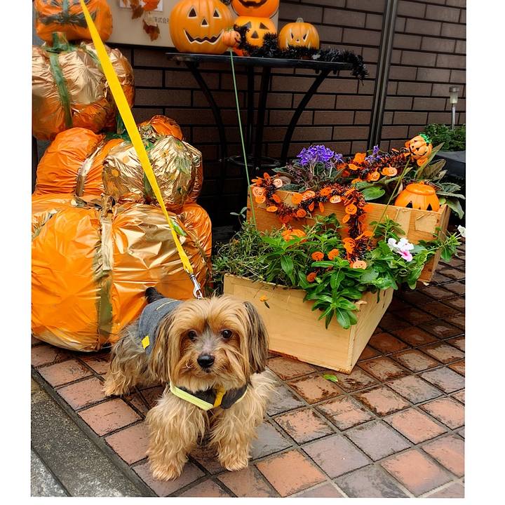 40c10abc 326f 489c 89e6 b2206812d727 1571528007570